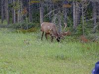 ELK