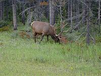 ELK