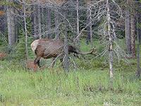 ELK