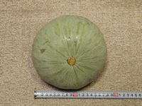 Kabocha