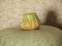Kabocha
