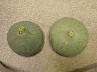 Kabocha