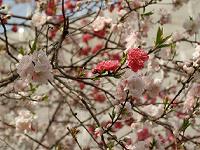 �˃��u�c�n