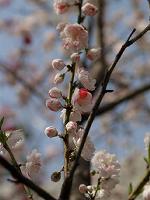 �˃��u�c�n